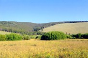 Big Hole Battlefield - forest meets half barren hill