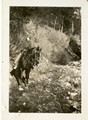 Berneta Doig and her horse Dan