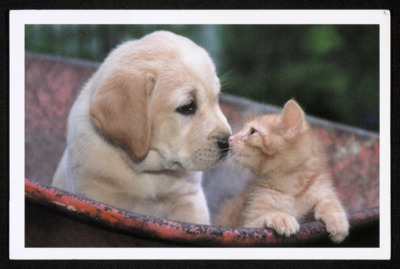 Ivan & Carol cards 2010-2014
