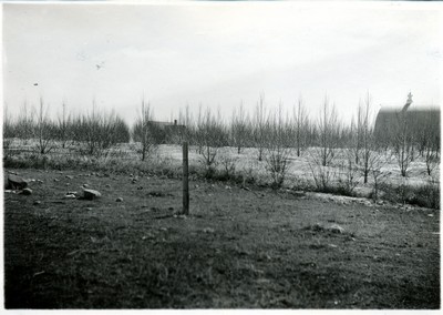 Shelterbelts