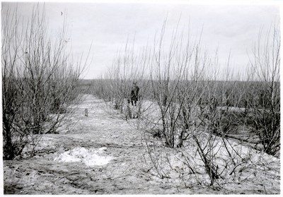 Shelterbelts - Relation to Snow