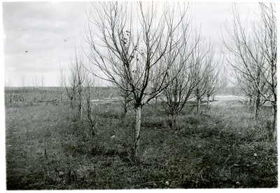 Shelterbelts - Relation to Snow