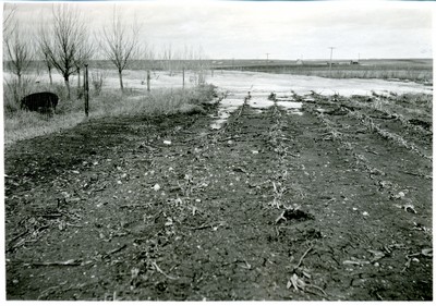 Shelterbelts - Relation to Snow