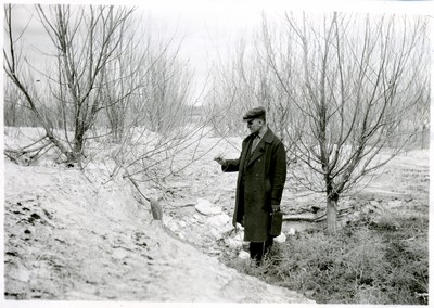 Shelterbelts - Relation to Snow