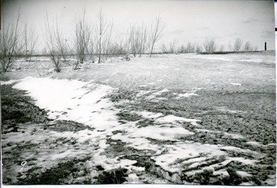 Shelterbelts - Relation to Snow