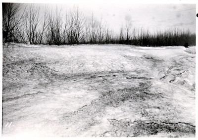 Shelterbelts - Relation to Snow