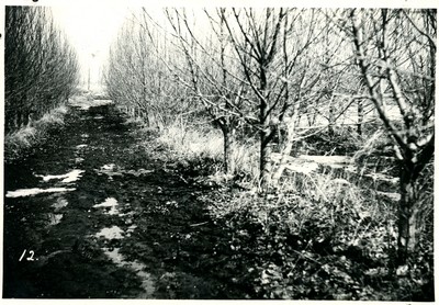 Shelterbelts