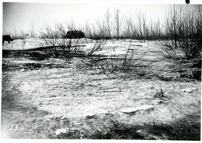 Shelterbelts