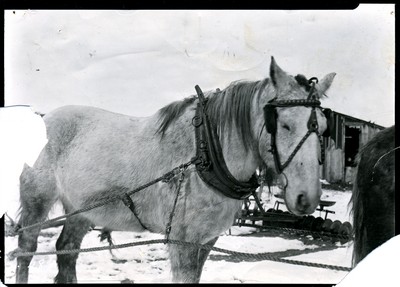 Tandem Rope Harnessless Hitch