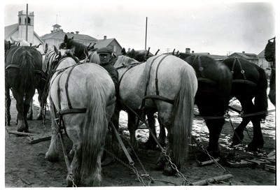 Horses