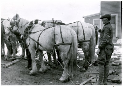 Horses