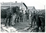 Horses