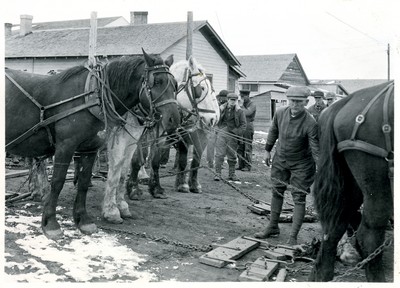 Horses