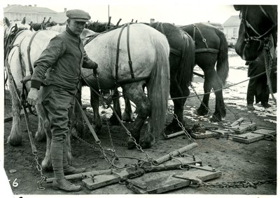 Horses