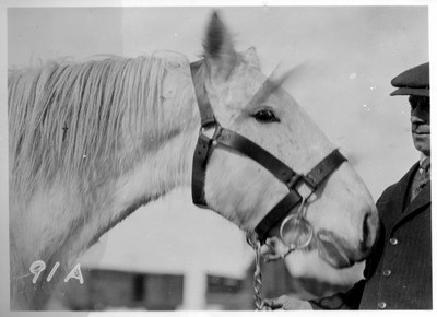 Halter Bridle