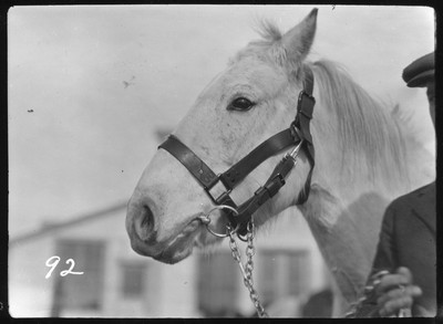 Halter Bridle
