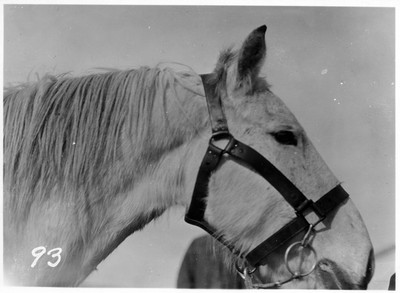Halter Bridle