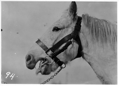 Halter Bridle