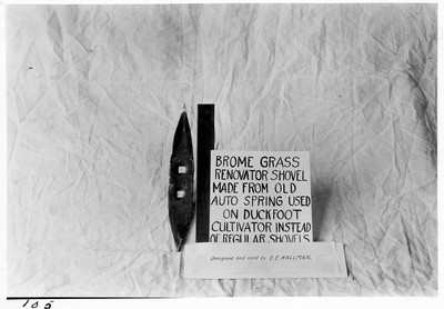 Brome Grass - Renovator
