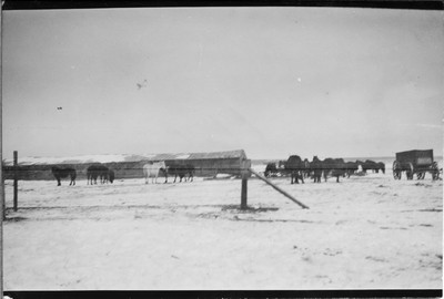 Horses