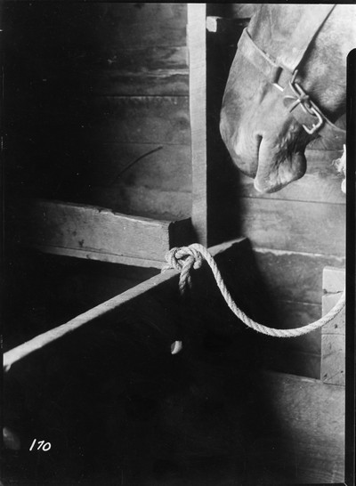 Rope Halter Tie