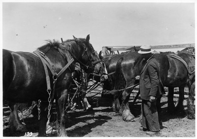 Harnessed Horses