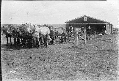 Big Teams - Duckfoot Cultivator