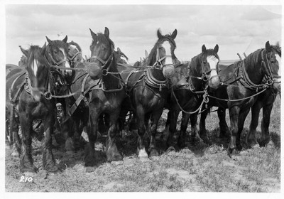 Big Teams - Six Horses of a Twelve Horse Team