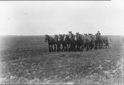 Twelve Horse Team - Cultivator