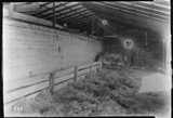Big Teams - Barn