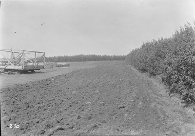 Shelterbelts - Garden