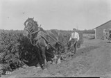 Caragana Hedge