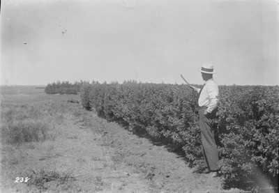 Caragana Hedge