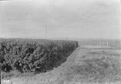 Caragana Hedge