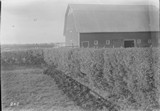 Caragana Hedge