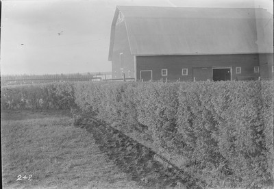 Caragana Hedge