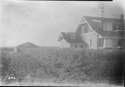 Caragana Hedge
