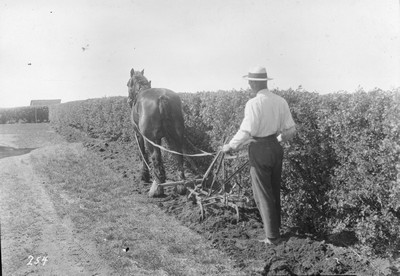 Caragana Hedge