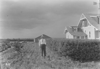 Caragana Hedge