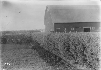 Caragana Hedge