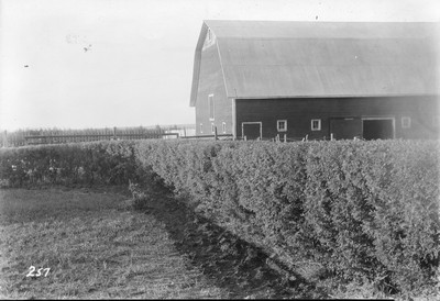 Caragana Hedge
