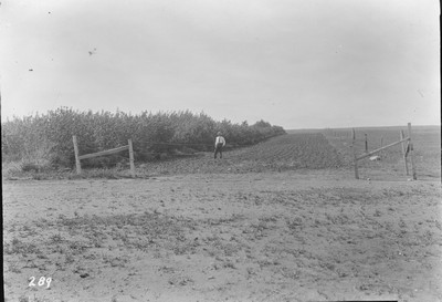 Shelterbelts