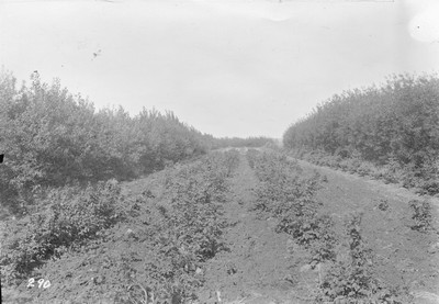 Raspberry Patch