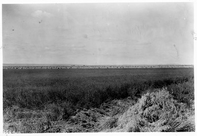 Flax Field