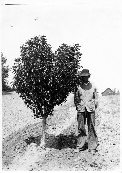 Apple Trees