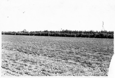 Shelterbelts