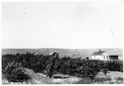 Shelterbelts