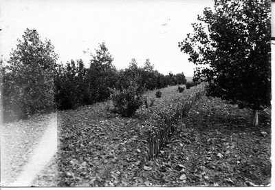 Shelterbelts - Garden