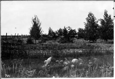 Shelterbelts