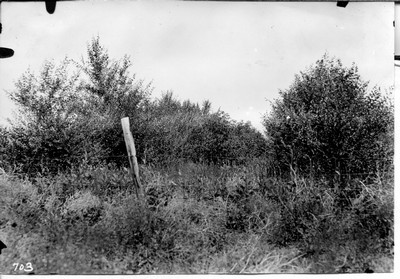 Shelterbelts